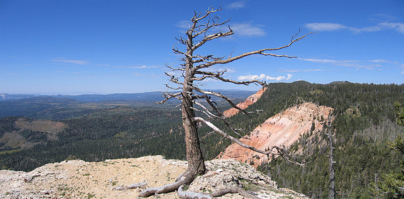 IMG_2119 Gnarly Tree