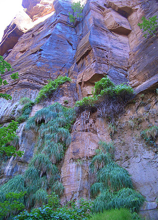 GC_zion_cliffs