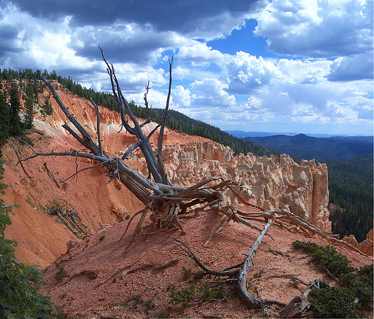 GC_Virgin_river_trail_dead_tree