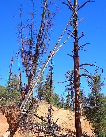 GC_red_canyon_portrait