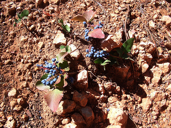 GC_oregon_grapes