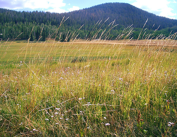 GC_Navajo_lake_wildflowers