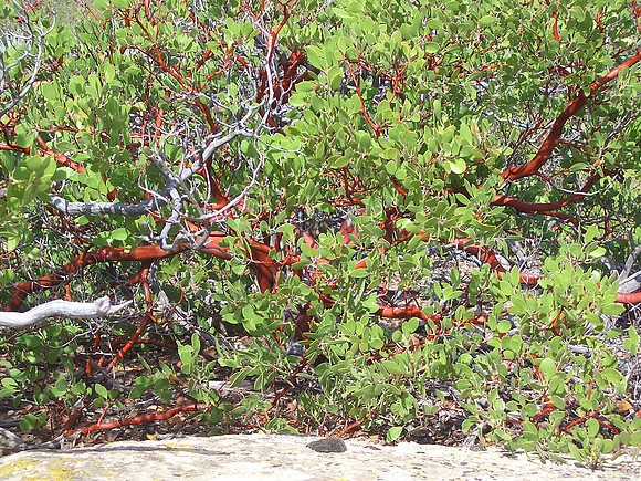 GC_gooseberry_manzanita_plant