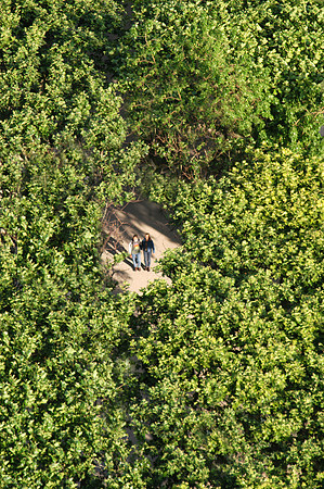 paris may 04 trees from eiffel tower above