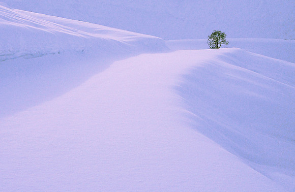 snow tree val disere march 06
