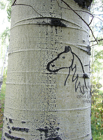 aspens7