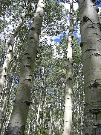 aspens6