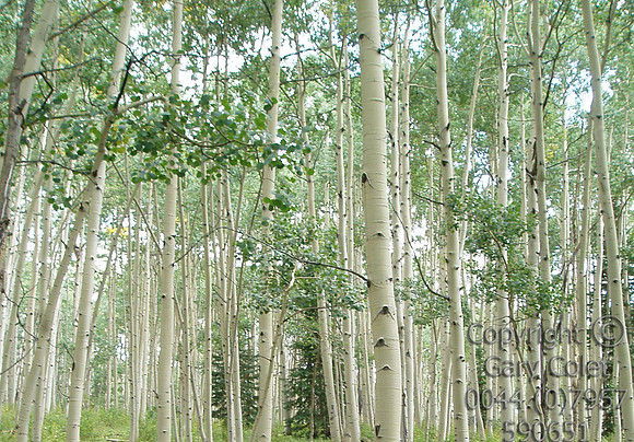 aspens3