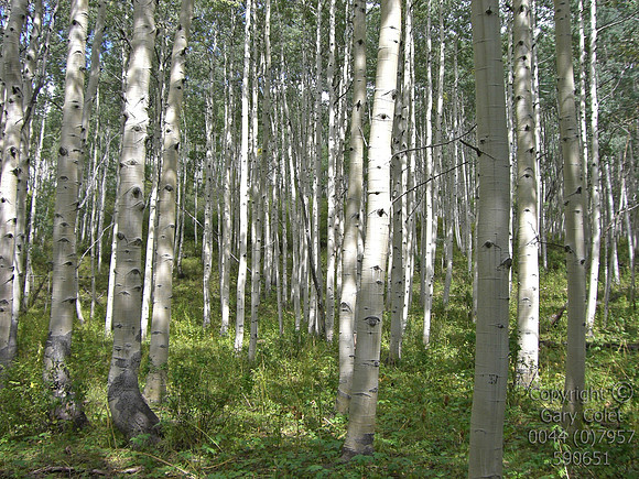 aspens5