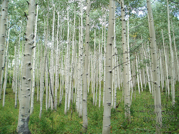 aspens2