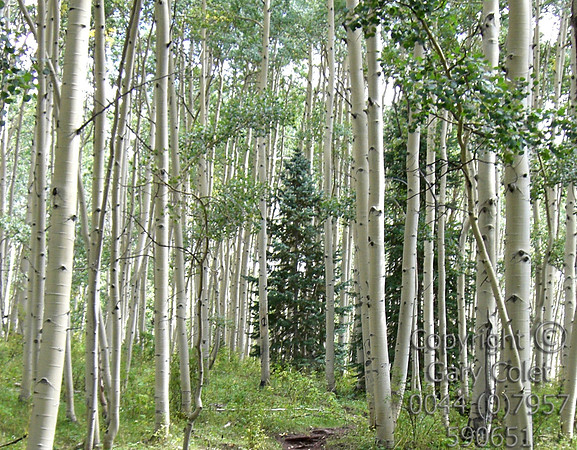 aspens4