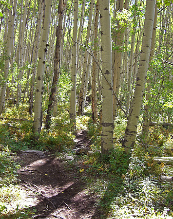aspens91