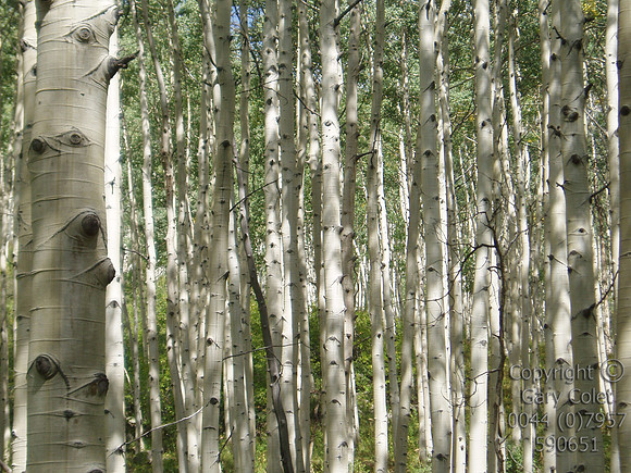 aspens1