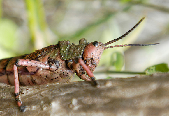 grasshopper