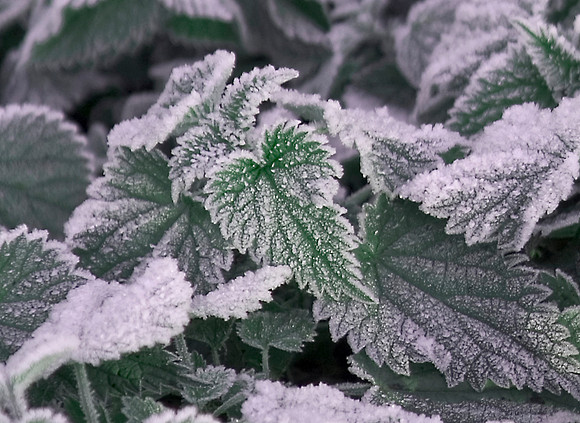 frost on leaves