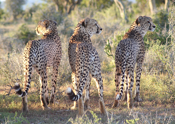 cheetah triplets