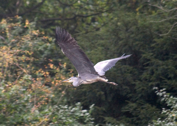 heron over angel pond 081005