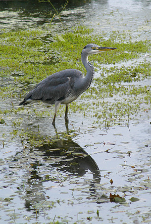 heron over angel pond 5 081005