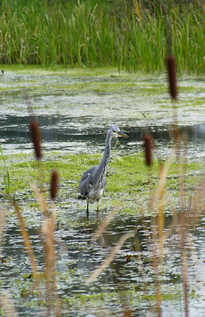 heron over angel pond 3 081005
