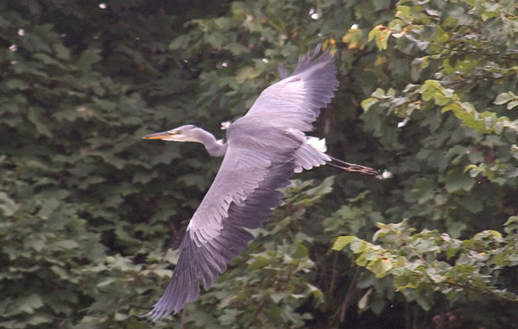 heron over angel pond 2 081005