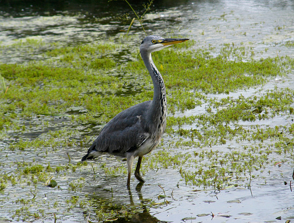 heron over angel pond 4 081005