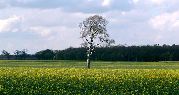 Exton-walk-tree-and-field