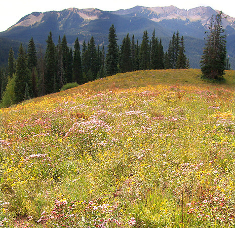 dyke trail flowers