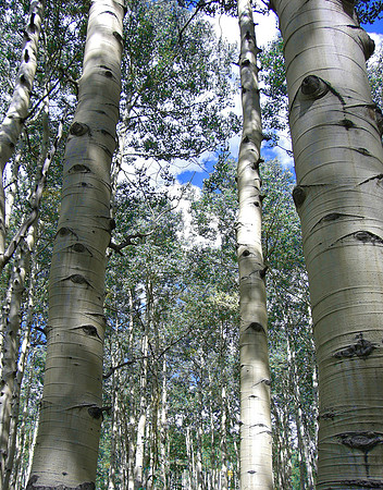 dyke trail aspens