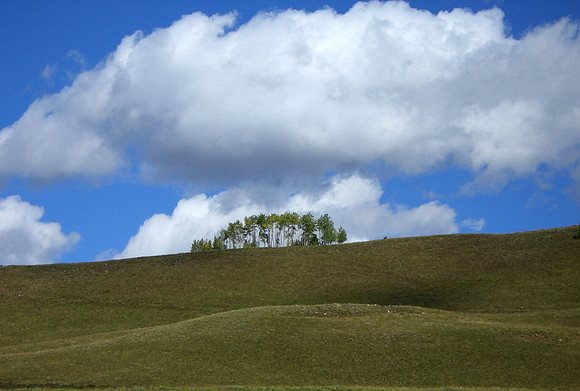 deer creek hilltop trees