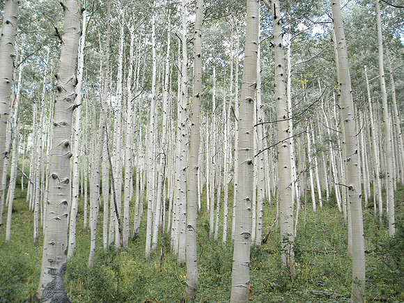 aspens