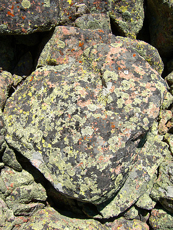 upper loop lichen