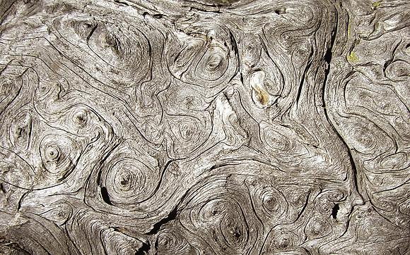 upper loop dead tree