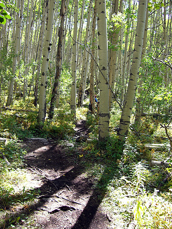 upper loop aspens