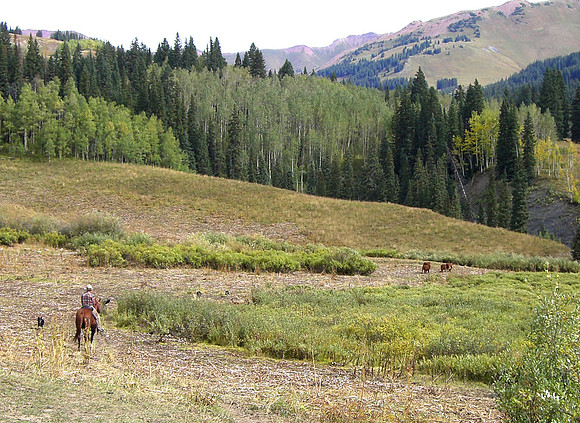 trail 401 cowboy