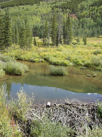teocalli beaver ponds