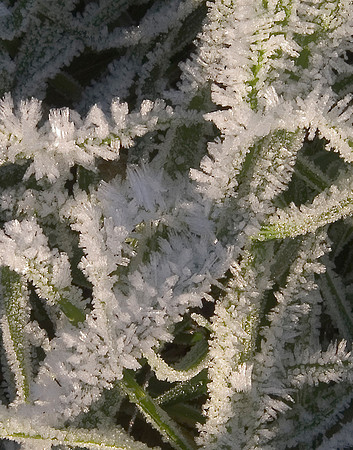 frost on grass