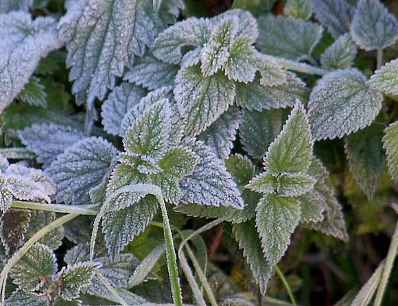 frost on leaves 3