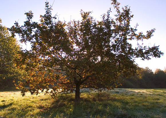 tree silhouette