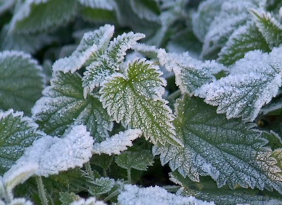frost on leaves 2