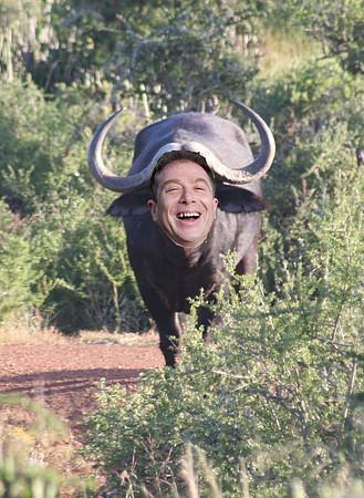 larry buffalo