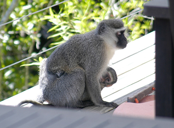 hog hollow vervet monkey young