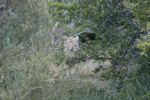 leopard