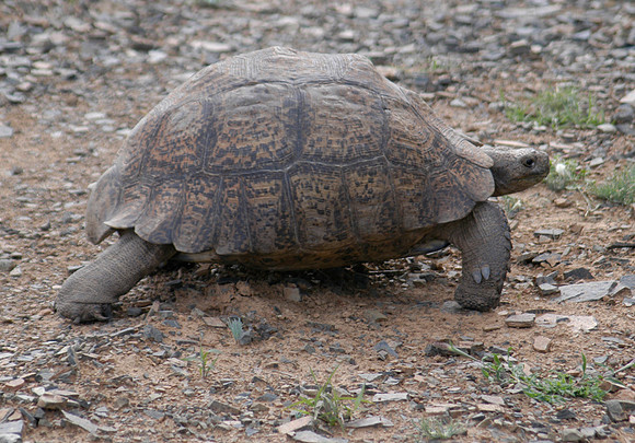 leopard tortoise