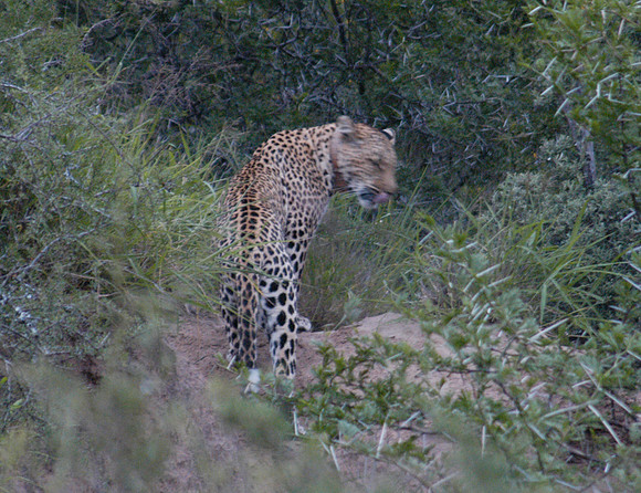 leopard 2