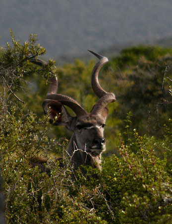 kudu