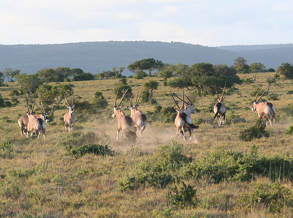 hartebeest