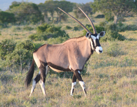 hartebeest 2