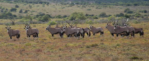 hartebeest 1