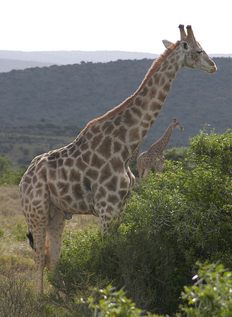 giraffe