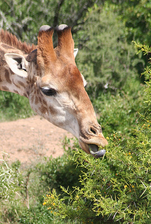 giraffe 6